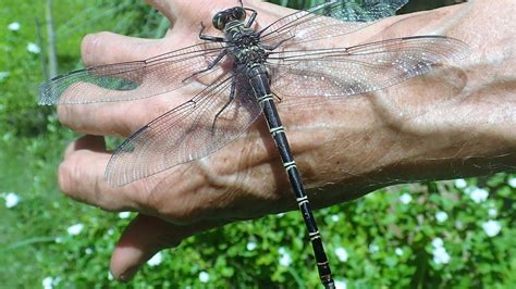 biggest dragonfly